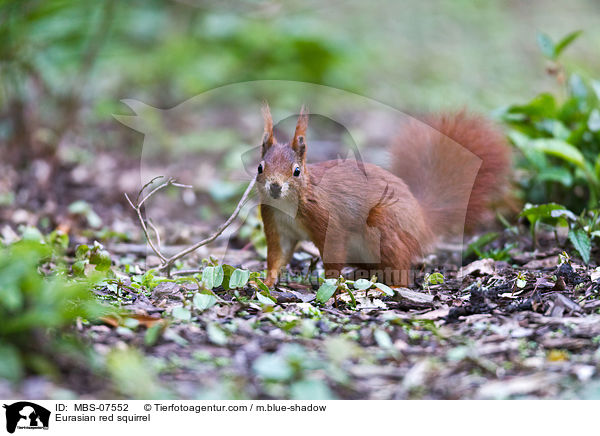 Europisches Eichhrnchen / Eurasian red squirrel / MBS-07552