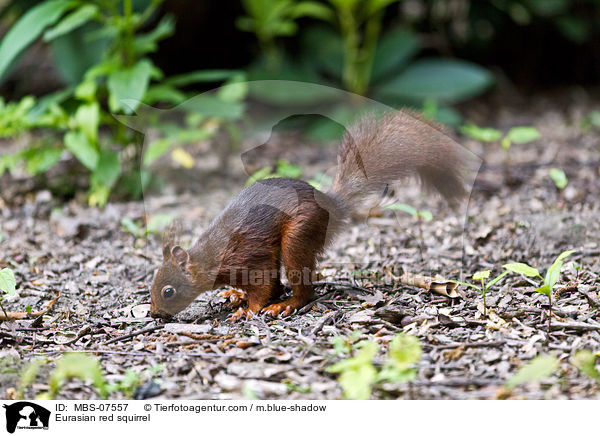 Europisches Eichhrnchen / Eurasian red squirrel / MBS-07557
