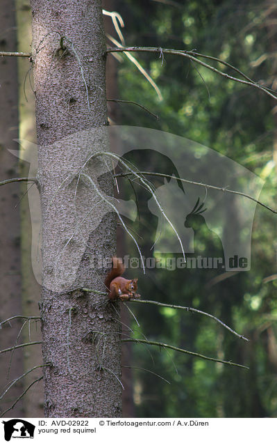junges Europisches Eichhrnchen / young red squirrel / AVD-02922