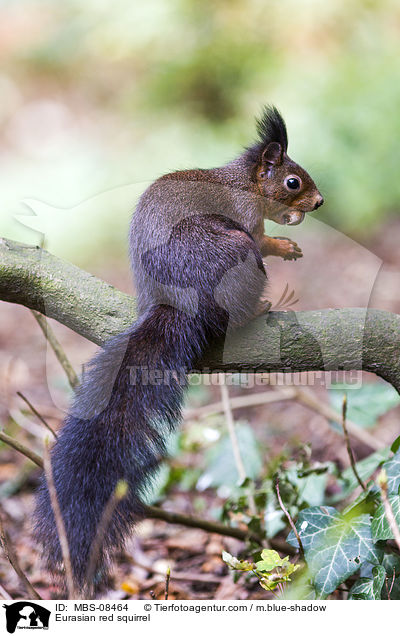 Europisches Eichhrnchen / Eurasian red squirrel / MBS-08464
