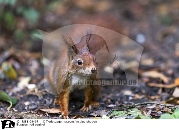 Europisches Eichhrnchen / Eurasian red squirrel / MBS-08467