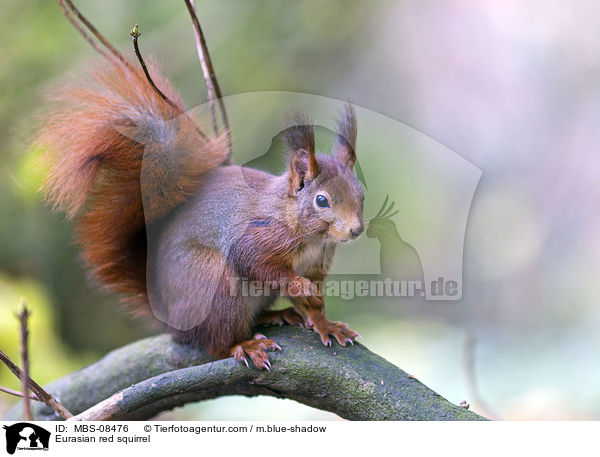 Eurasian red squirrel / MBS-08476