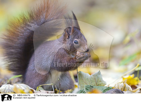 Eurasian red squirrel / MBS-08479