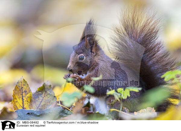 Europisches Eichhrnchen / Eurasian red squirrel / MBS-08482