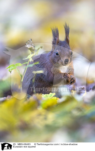 Europisches Eichhrnchen / Eurasian red squirrel / MBS-08483