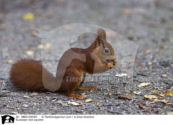 Europisches Eichhrnchen / Eurasian red squirrel / MBS-08485