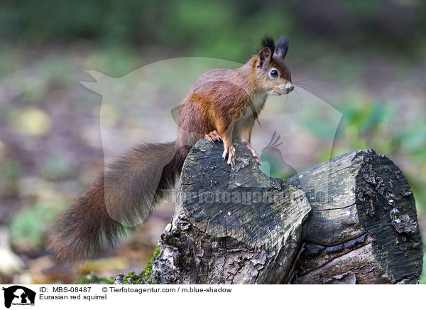 Europisches Eichhrnchen / Eurasian red squirrel / MBS-08487