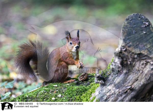 Eurasian red squirrel / MBS-08489