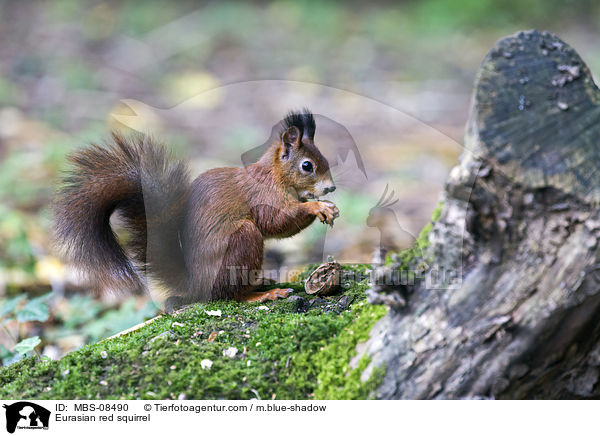 Europisches Eichhrnchen / Eurasian red squirrel / MBS-08490