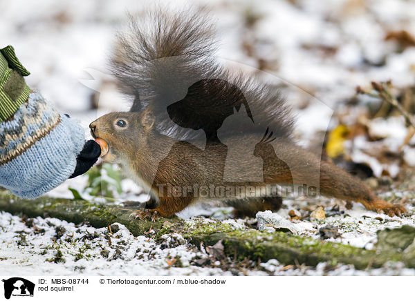 Europisches Eichhrnchen / red squirrel / MBS-08744