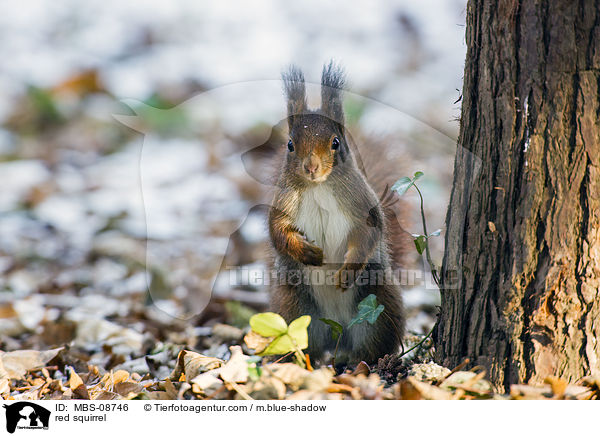 red squirrel / MBS-08746