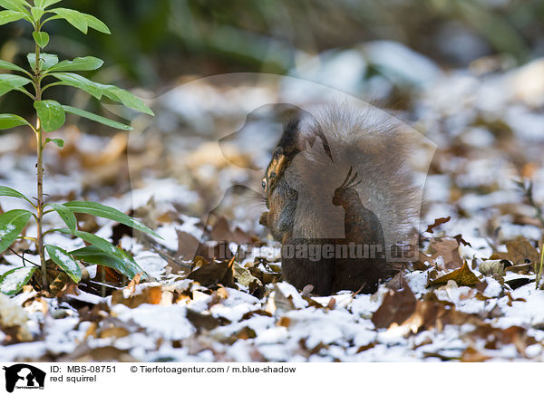 red squirrel / MBS-08751