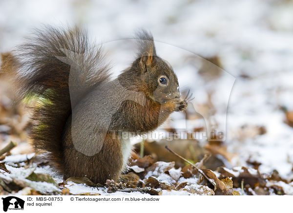 Europisches Eichhrnchen / red squirrel / MBS-08753