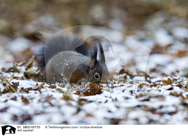 Europisches Eichhrnchen / red squirrel / MBS-08755