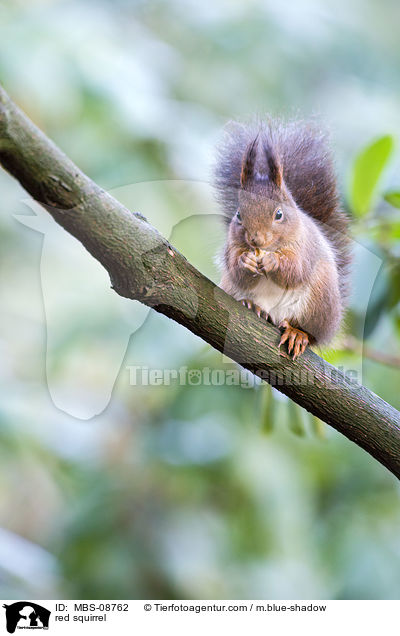 Europisches Eichhrnchen / red squirrel / MBS-08762