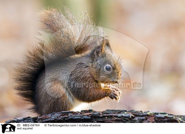 red squirrel / MBS-08764