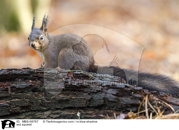 Europisches Eichhrnchen / red squirrel / MBS-08767