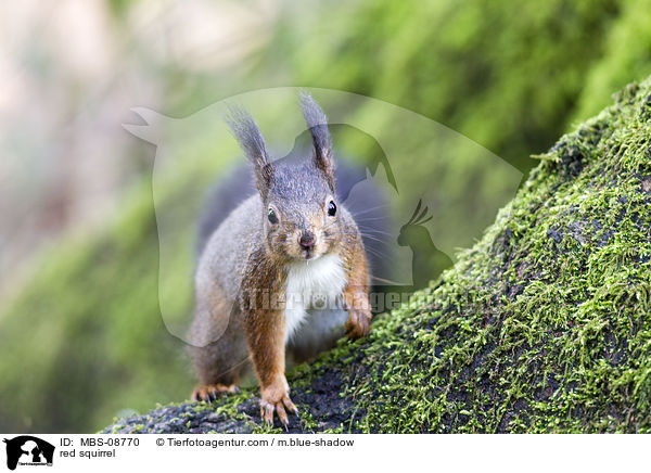 Europisches Eichhrnchen / red squirrel / MBS-08770