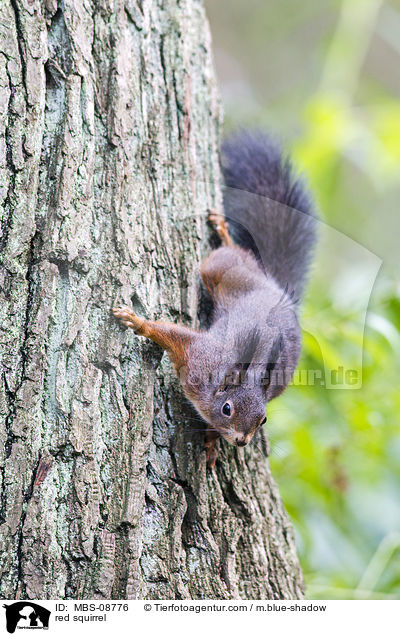red squirrel / MBS-08776