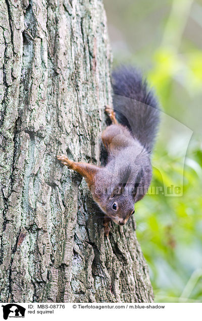 Europisches Eichhrnchen / red squirrel / MBS-08776