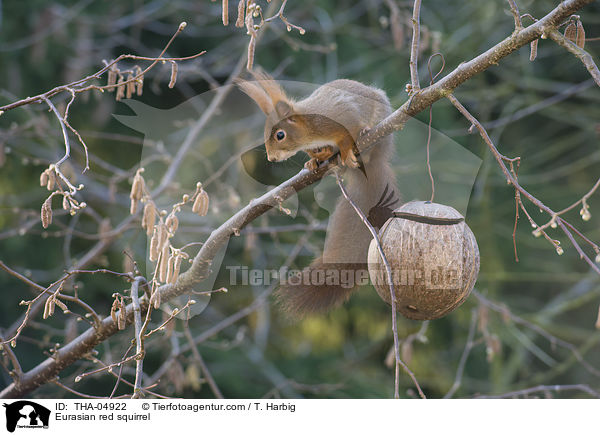 Eurasian red squirrel / THA-04922