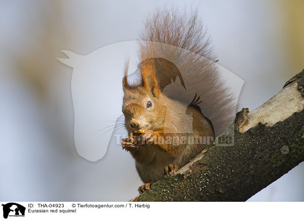 Eurasian red squirrel / THA-04923