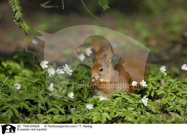 Eurasian red squirrel / THA-04926