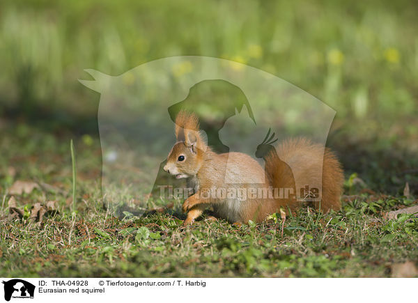 Eurasian red squirrel / THA-04928