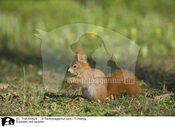 Eurasian red squirrel / THA-04929