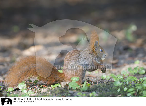 Eurasian red squirrel / THA-04930