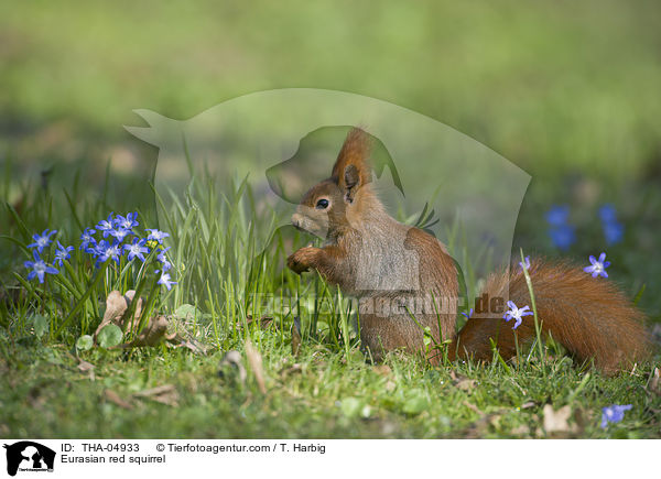 Eurasian red squirrel / THA-04933