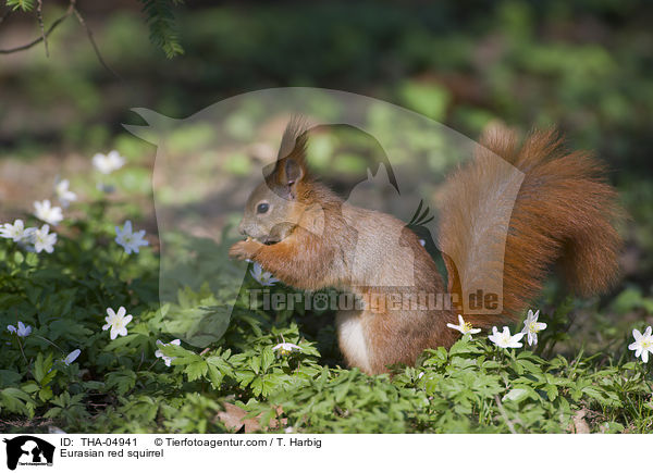 Eurasian red squirrel / THA-04941