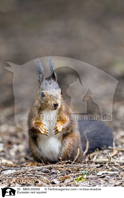 Eurasian red squirrel / MBS-09068
