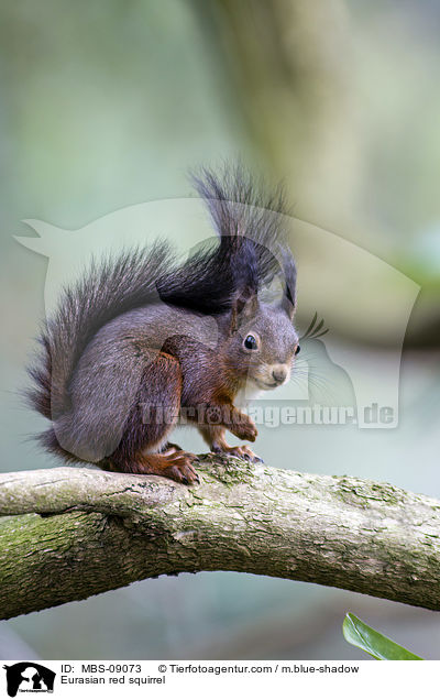 Europisches Eichhrnchen / Eurasian red squirrel / MBS-09073