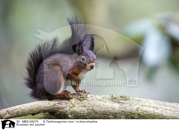 Eurasian red squirrel / MBS-09075