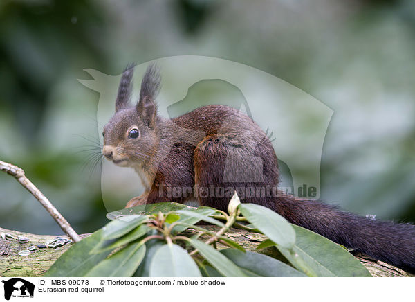 Europisches Eichhrnchen / Eurasian red squirrel / MBS-09078