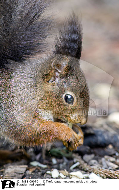 Europisches Eichhrnchen / Eurasian red squirrel / MBS-09079