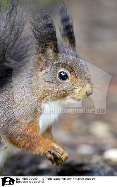 Eurasian red squirrel / MBS-09080