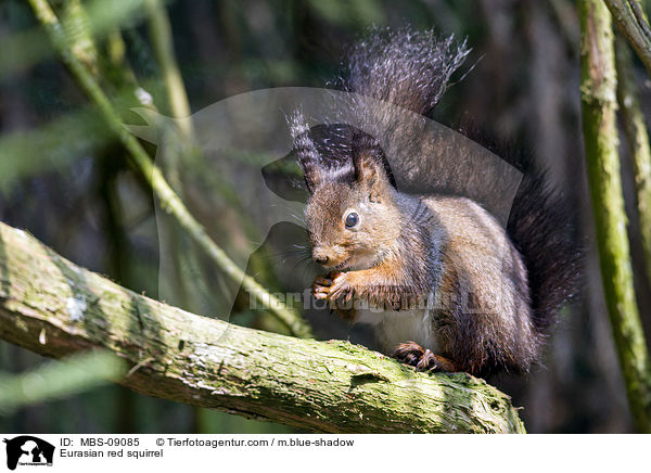 Europisches Eichhrnchen / Eurasian red squirrel / MBS-09085