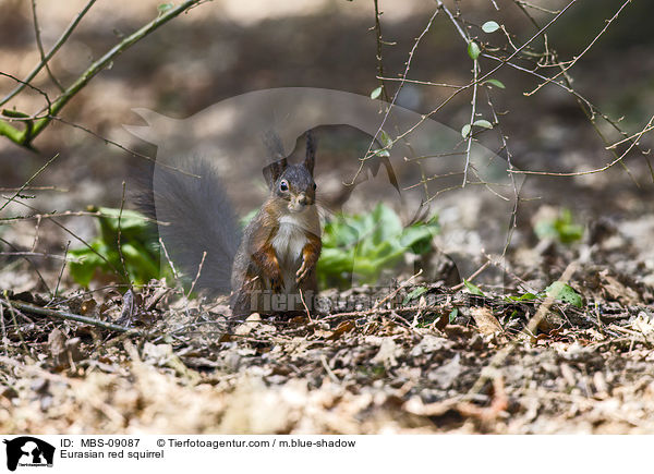 Europisches Eichhrnchen / Eurasian red squirrel / MBS-09087
