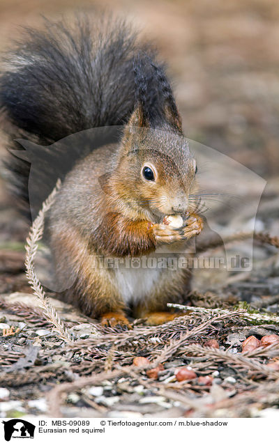 Eurasian red squirrel / MBS-09089