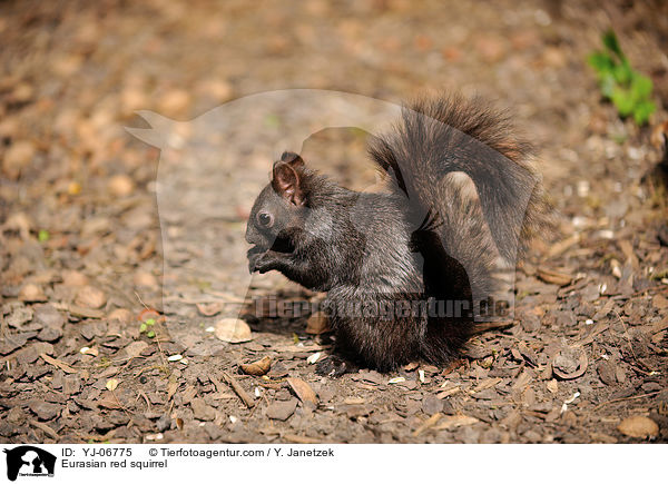 Europisches Eichhrnchen / Eurasian red squirrel / YJ-06775