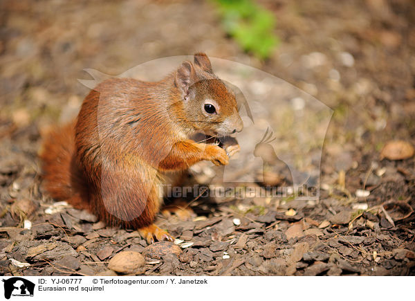 Europisches Eichhrnchen / Eurasian red squirrel / YJ-06777