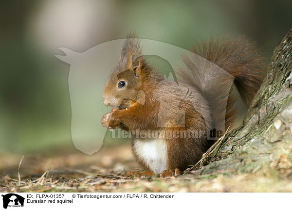 Europisches Eichhrnchen / Eurasian red squirrel / FLPA-01357