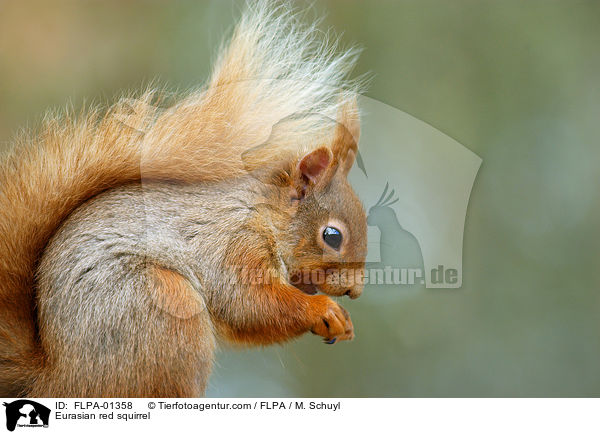 Europisches Eichhrnchen / Eurasian red squirrel / FLPA-01358