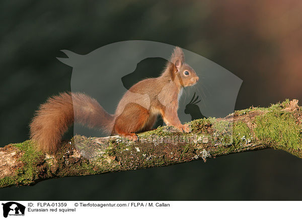 Eurasian red squirrel / FLPA-01359