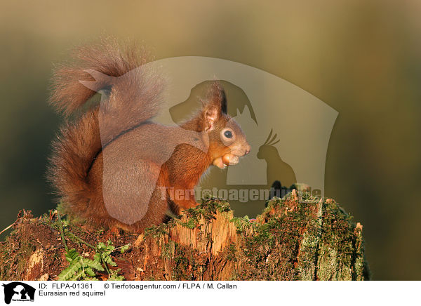 Europisches Eichhrnchen / Eurasian red squirrel / FLPA-01361