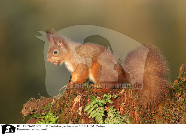 Europisches Eichhrnchen / Eurasian red squirrel / FLPA-01362