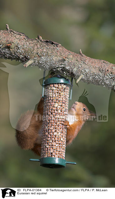 Europisches Eichhrnchen / Eurasian red squirrel / FLPA-01364