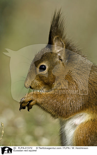 Europisches Eichhrnchen / Eurasian red squirrel / FLPA-01372